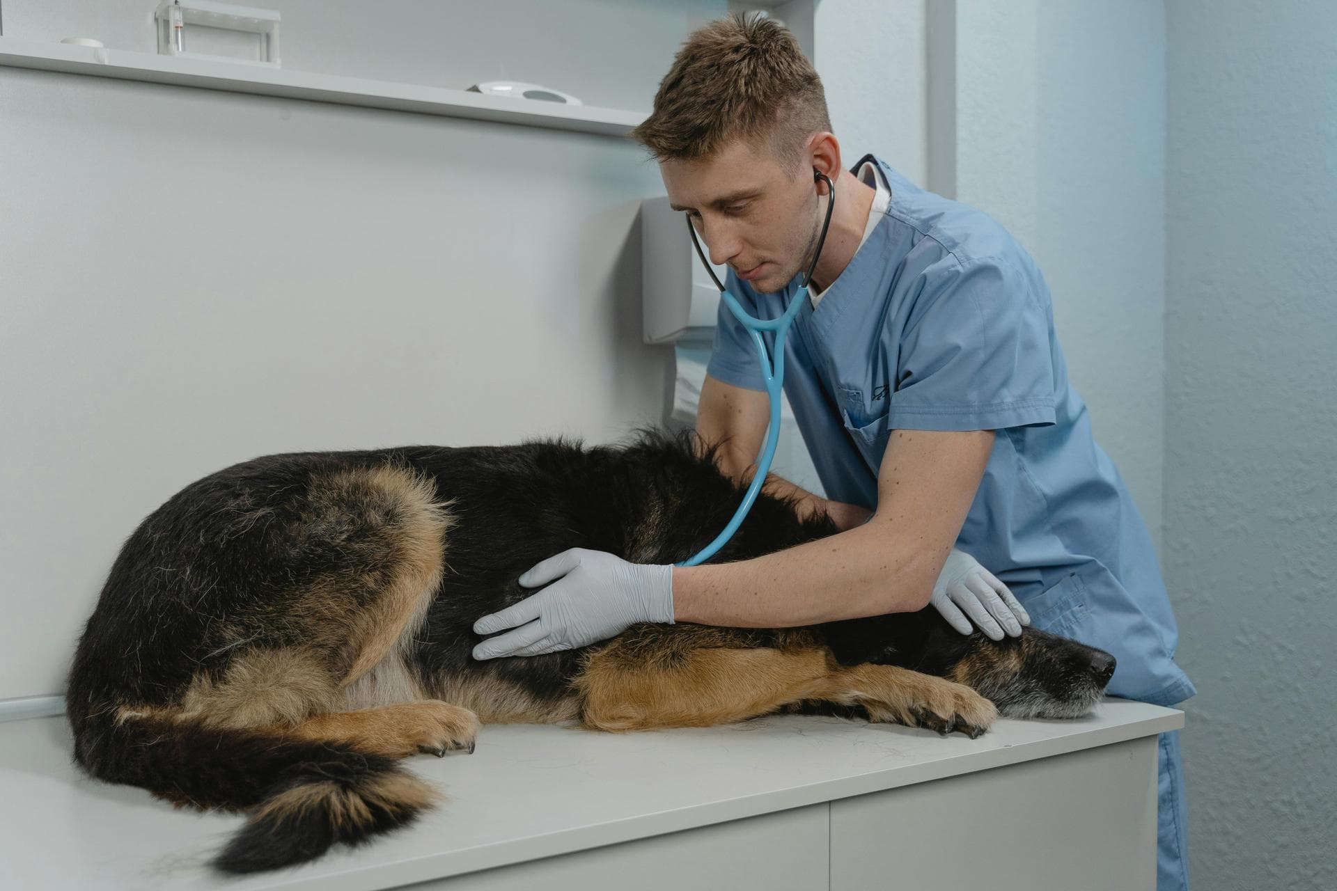 Emergency vets in New Bedford